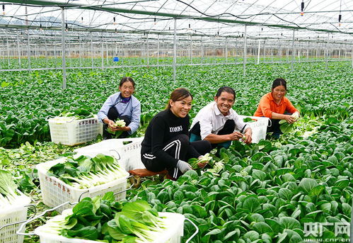 江西龍南 農(nóng)副產(chǎn)品快步融入粵港澳大灣區(qū)的“綠色通道”